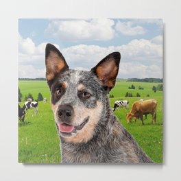Australian Cattle Dog Blue Metal Print