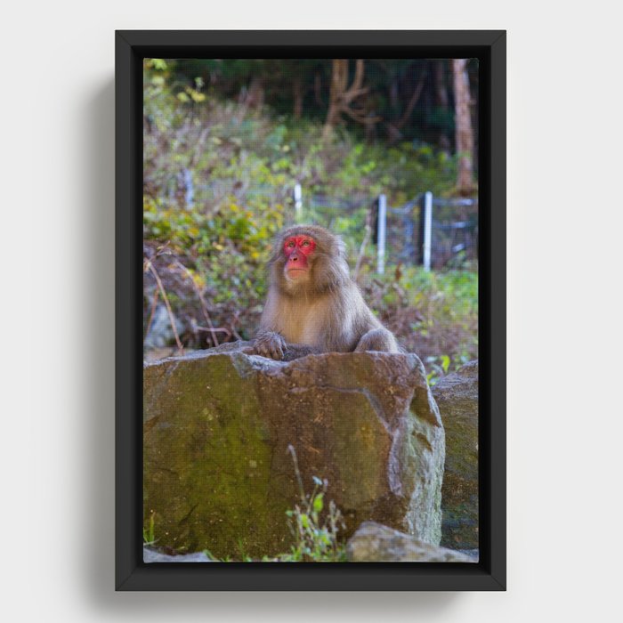 Deep Monkey Thoughts Framed Canvas