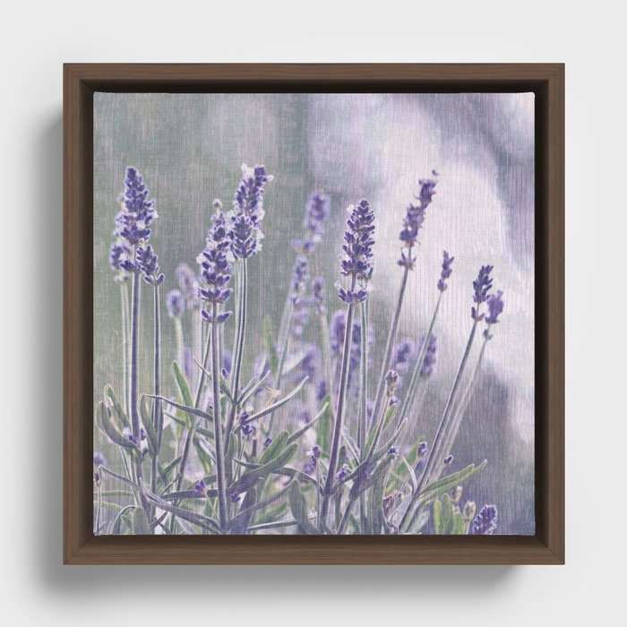 lavender 2 Framed Canvas
