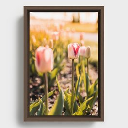 Tulip Framed Canvas