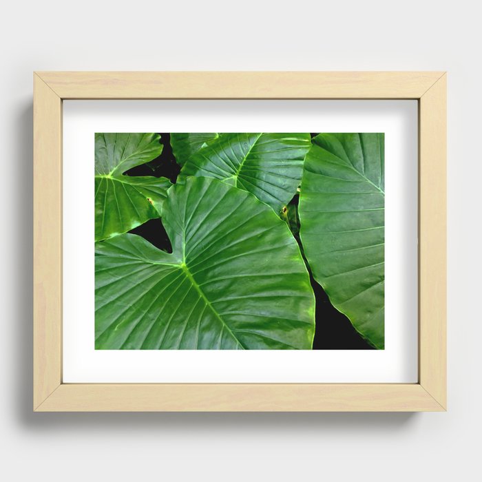 Zoo. Recessed Framed Print