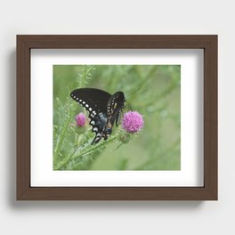 Butterfly Thistles  Recessed Framed Print
