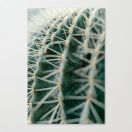 Cuddling cacti - 6 Canvas Print