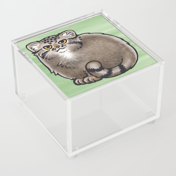 Pallas's Cat / Manul Cat Acrylic Box