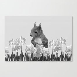 Squirrel Daffodils Flowers - black & White  Canvas Print