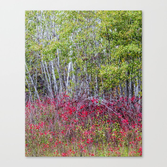 red and green  Canvas Print