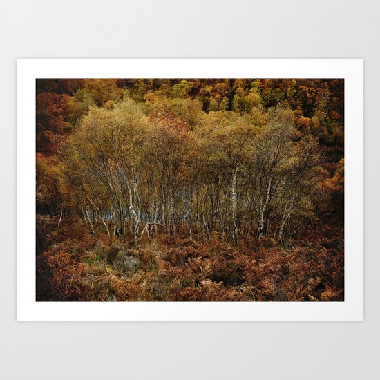 Birch bath Art Print