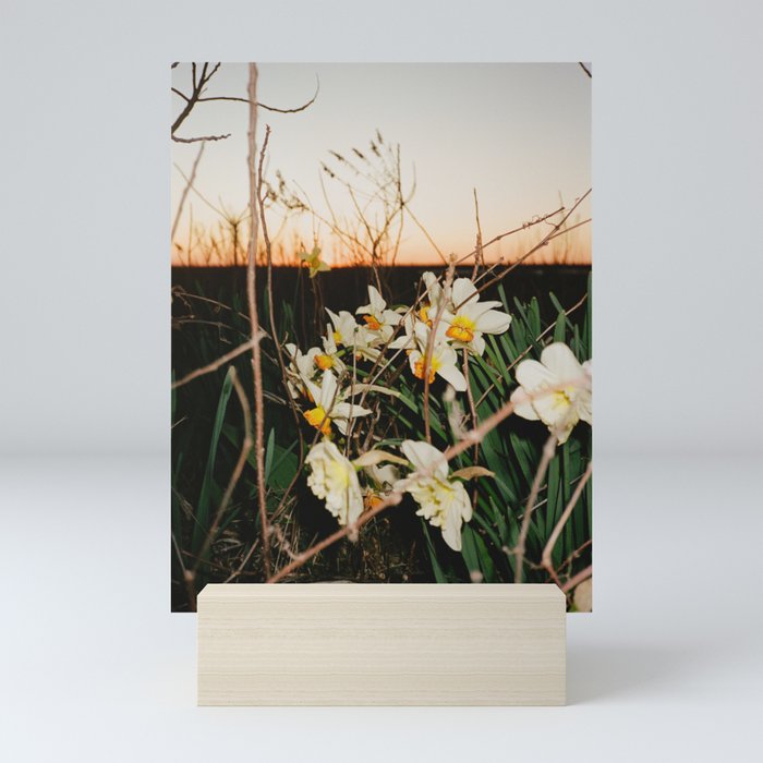 Daffodils Mini Art Print