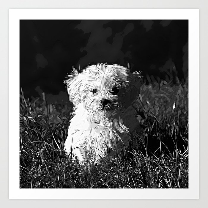 black white maltese