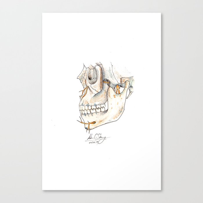Skull with Trigeminal nerve Canvas Print