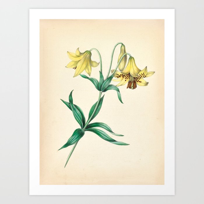 Yellow lily by Clarissa Munger Badger, 1859 (benefitting The Nature Conservancy) Art Print