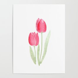 two red tulips watercolor  Poster