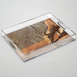 South Africa Photography - An Impala Drinking Water From A Lake Acrylic Tray