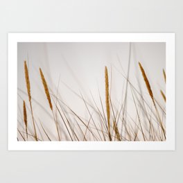 Beach grass | Calm natural fine art print | Netherlands Art Print