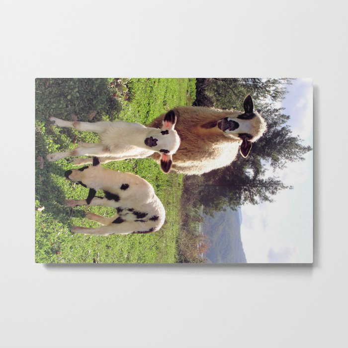 Ewe and Twin Spring Lambs Metal Print