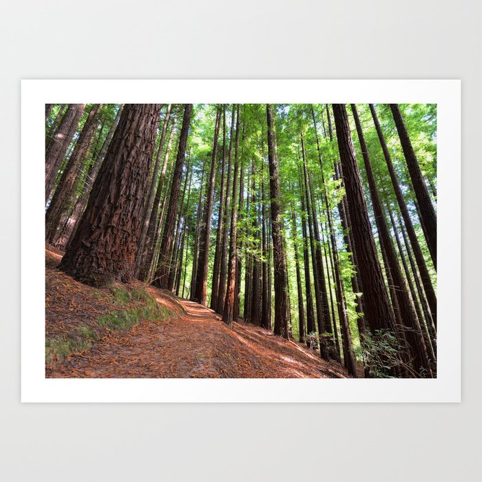 Sequoias in Cabezon de la Sal, Spain. Art Print