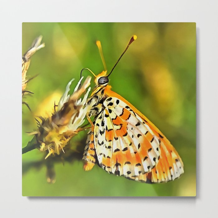 Spotted Fritillary Orange and White Butterfly Metal Print