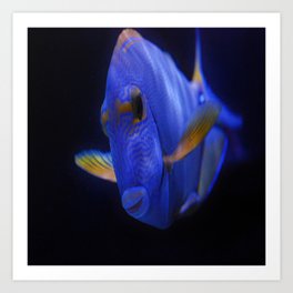 Blue Tang 2 Art Print | Photo, Nature, Digital, Animal 