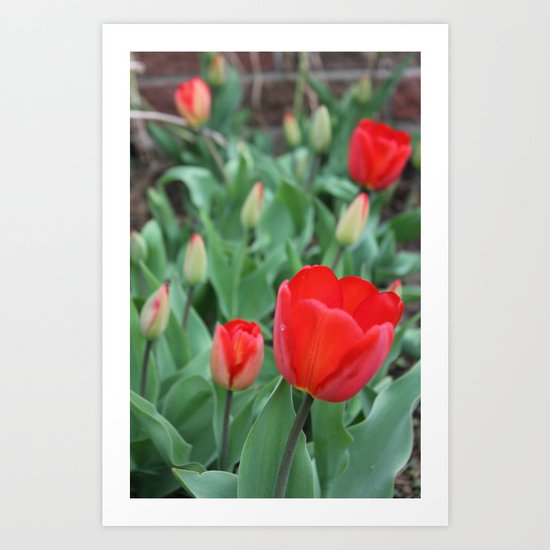 Tulip Darlings Art Print