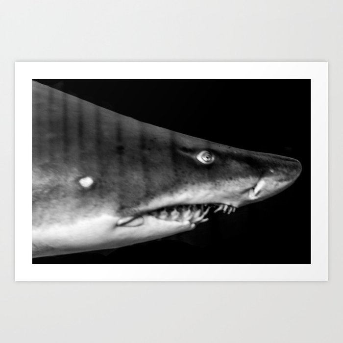 Sharky Art Print