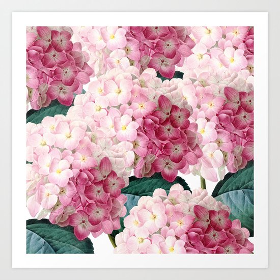 Pink Hydrangea Art Print