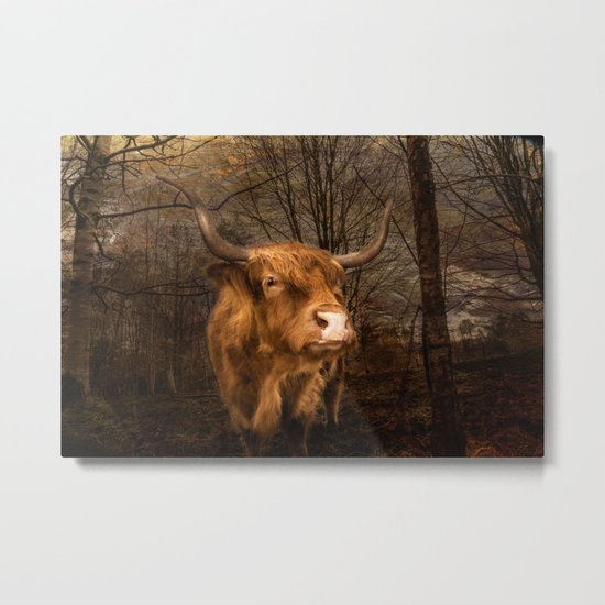 Highland Toffee Coo Metal Print