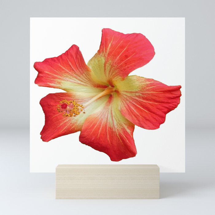 Gorgeous Red And Gold Hawaiian Hibiscus Flower No Text Mini Art Print