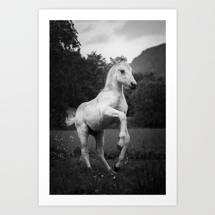 B&W Norwegian Fjord horse Art Print