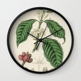 Coffea arabica  from Medical Botany (1836) by John Stephenson and James Morss Churchill Wall Clock