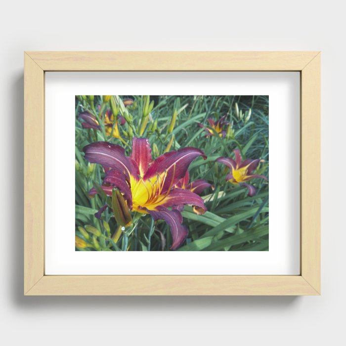 Vibrant Red And Yellow Lily Flowers Recessed Framed Print