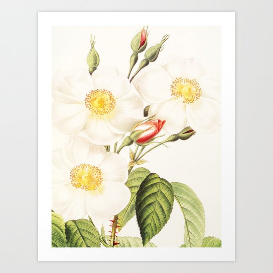III. Vintage Flowers Botanical Print by Pierre-Joseph Redouté - Rosa Damascena Subalba Art Print