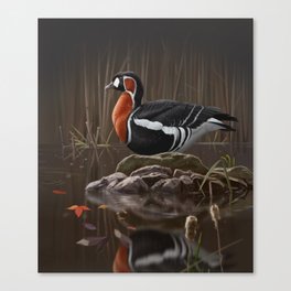 Red-breasted Goose bird Canvas Print