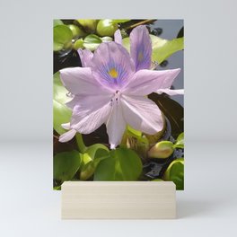 Purple Water Hyacinth in Bloom Mini Art Print
