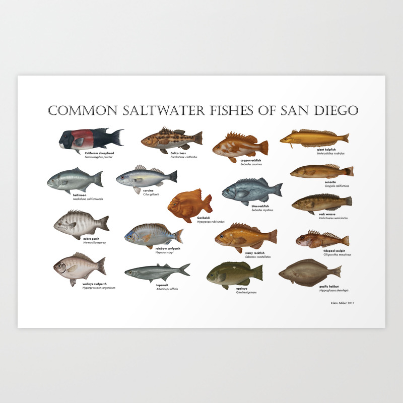 Saltwater Fishes Of San Diego Art Print By Claremiller Society6
