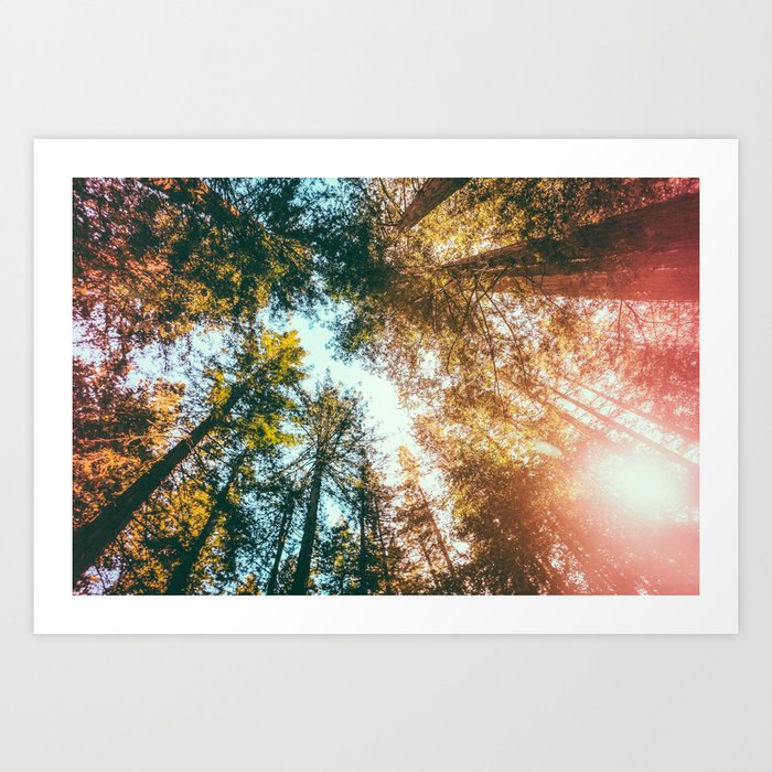 California Redwoods Sun-rays and Sky Art Print