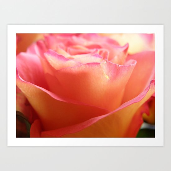 Two-Tone Roses #1 Art Print