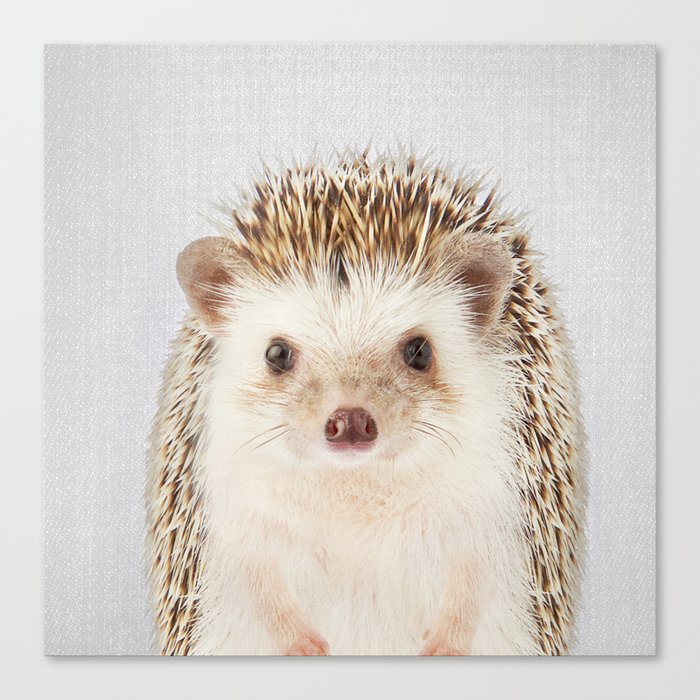 Hedgehog - Colorful Canvas Print