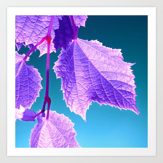 purple wine leaf Art Print