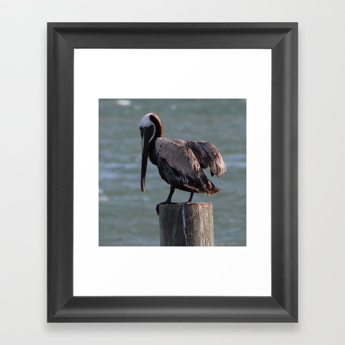 Pelican Framed Art Print