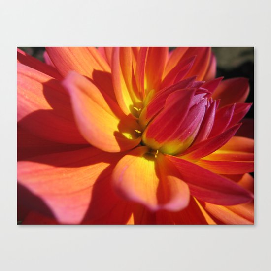 Dahlia 87 Canvas Print