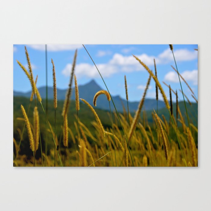 Lazy Grass Mount Warning New South Wales Australia Canvas Print