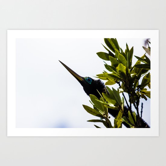 Anhinga Art Print