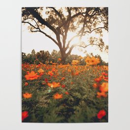Field of Flowers Poster