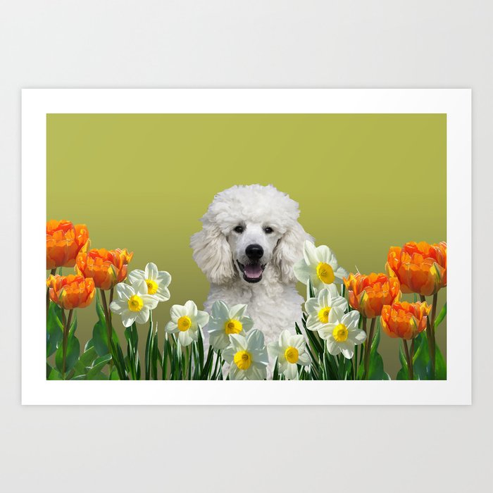 Poodle Dog sitting in field of white daffodils Art Print