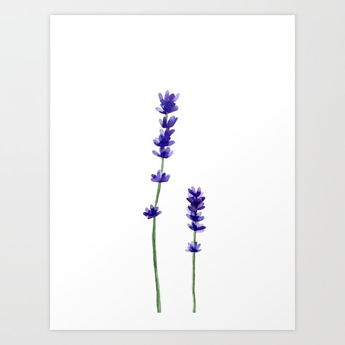 Discover the motif LAVENDER FLOWER. by Art by ASolo as a print at TOPPOSTER