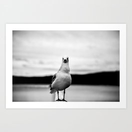 Seagull Art Print | Black and White, Photo, Animal 