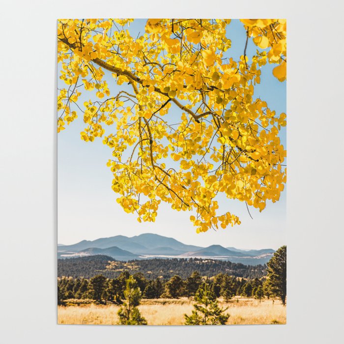 Yellow Aspen Tree & Blue Mountains in Flagstaff, Arizona Poster