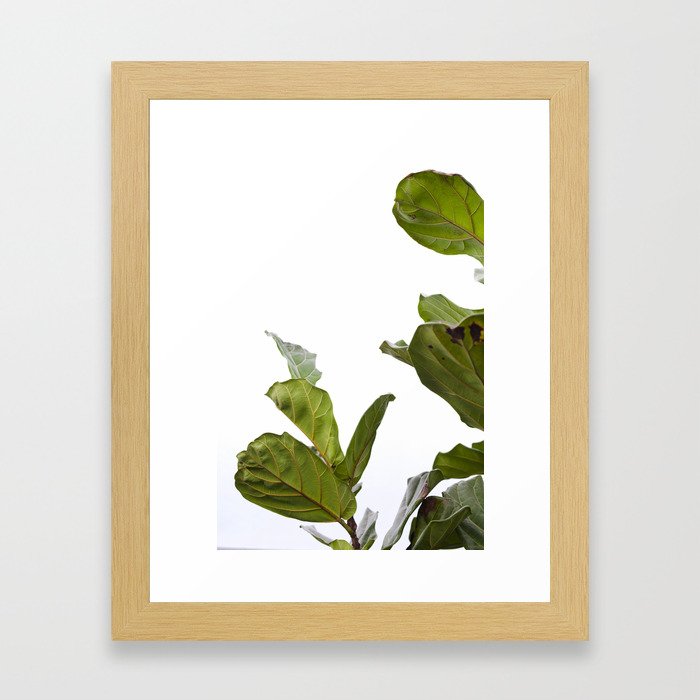 Fiddle Leaf Fig  |  The Houseplant Collection Framed Art Print