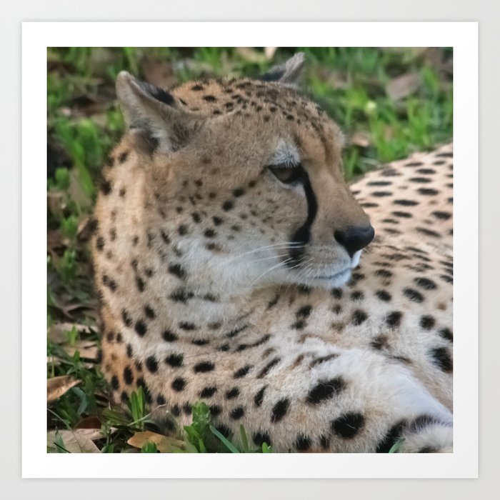 cheetah resting Art Print