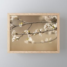 white flower blossoms in a fruit tree | fine art nature photoprint | travel and nature photographer Framed Mini Art Print